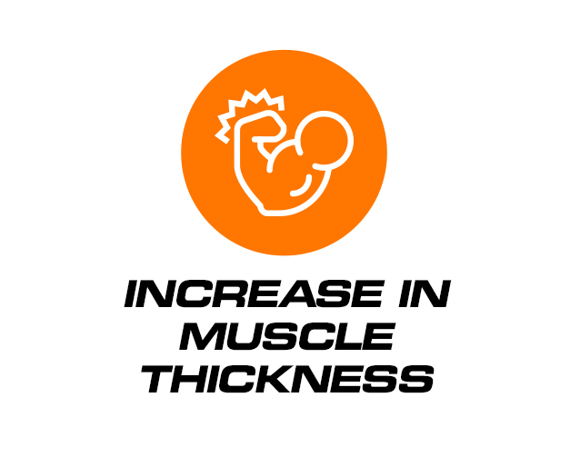 Increase in muscle thickness