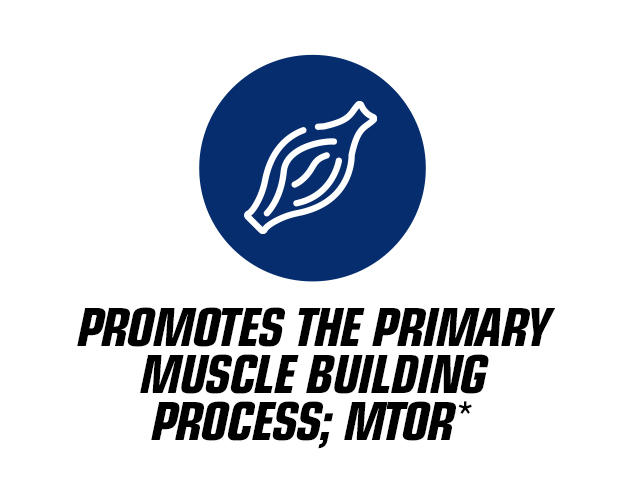 Promotes the primary muscle building process