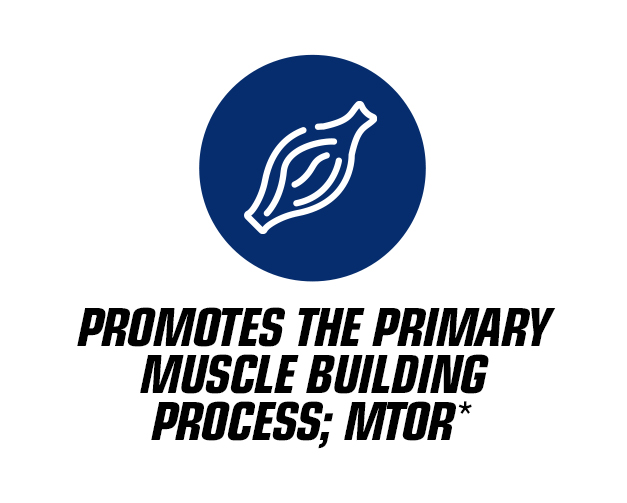 Promotes the primary muscle building process; mtor